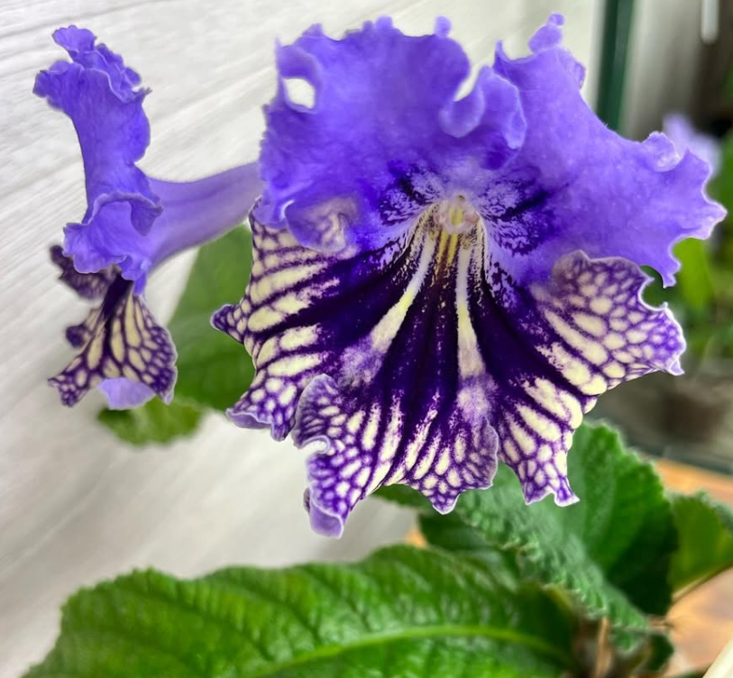 Streptocarpus " Kahinta " 55 Seeds