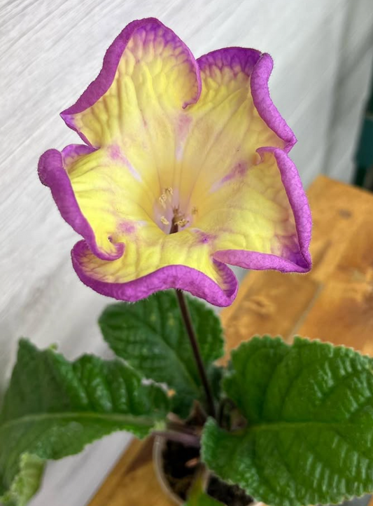 Streptocarpus " Neon " 55 Seeds