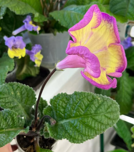 Streptocarpus " Neon " 55 Seeds