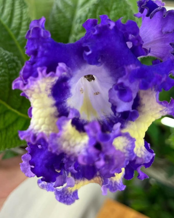 Streptocarpus " Napoleon " 55 Seeds