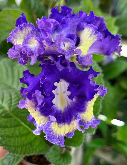 Streptocarpus " Napoleon " 55 Seeds