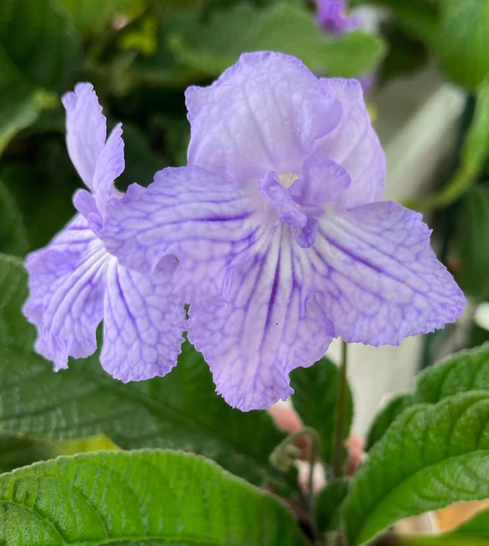 Streptocarpus " Tenderness " 55 Seeds