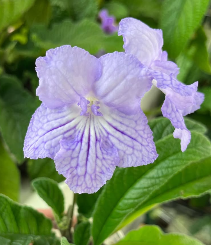 Streptocarpus " Tenderness " 55 Seeds