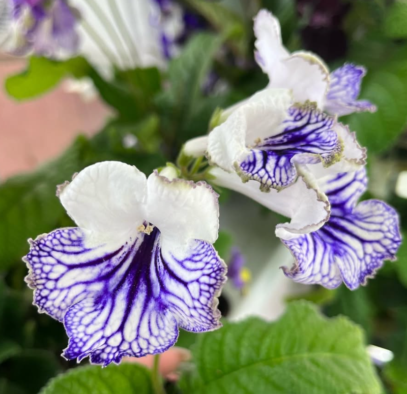 Streptocarpus " Cartier " 55 Seeds