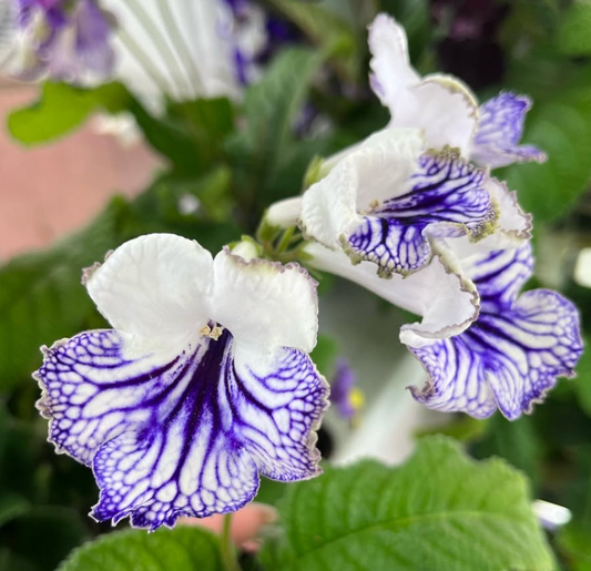 Streptocarpus " Cartier " 55 Seeds
