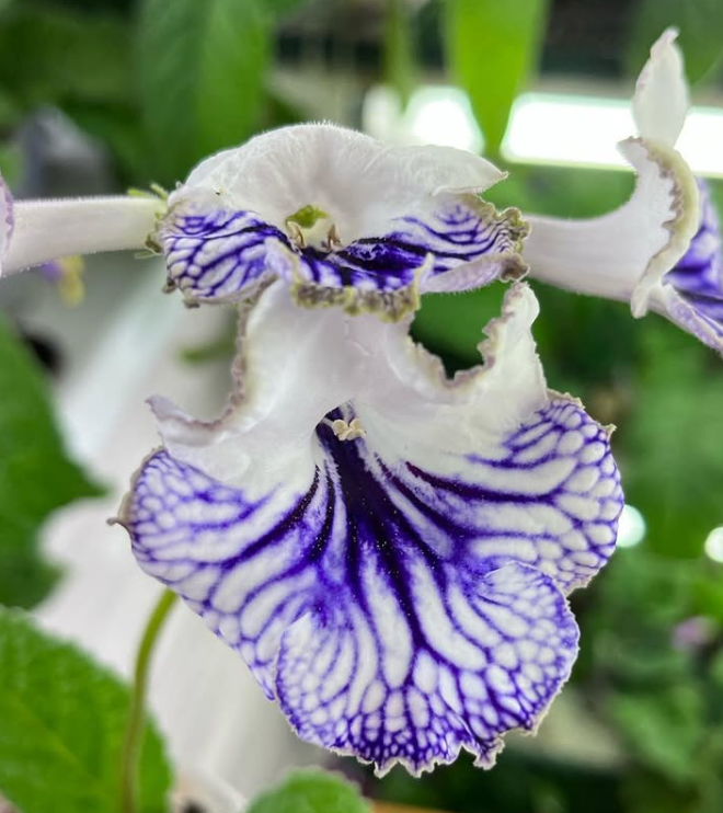Streptocarpus " Cartier " 55 Seeds