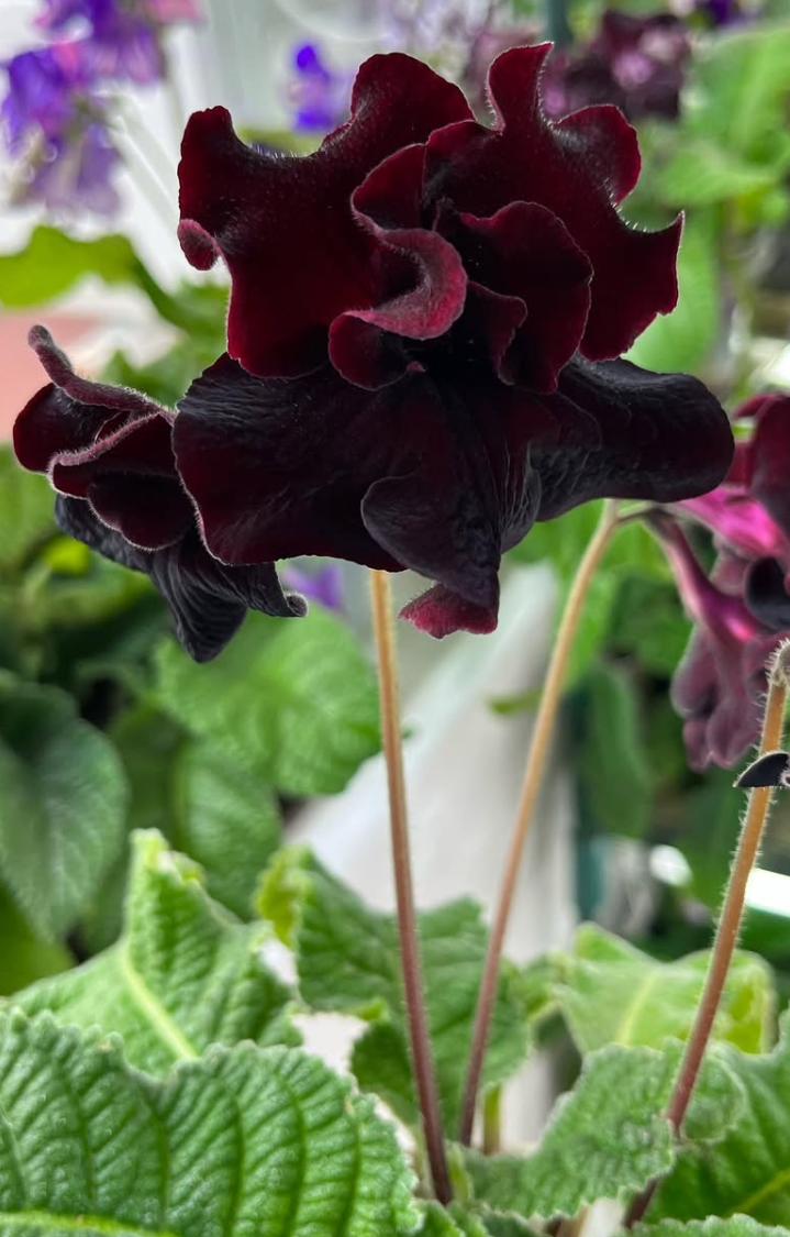 Streptocarpus " DS-1755 " 55 Seeds