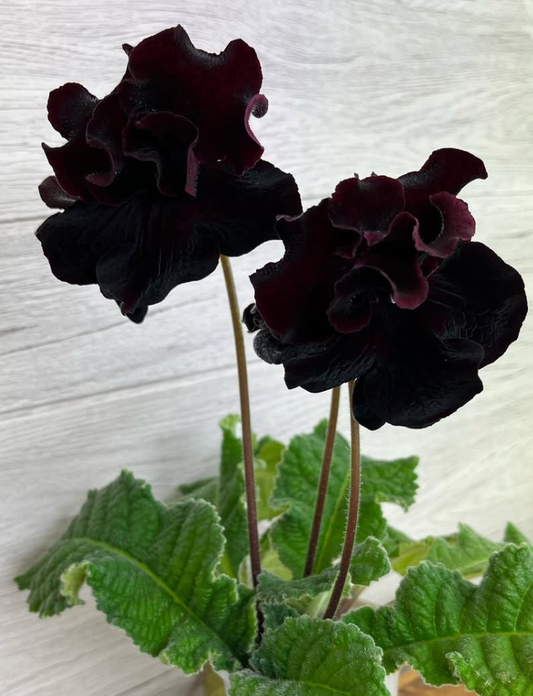 Streptocarpus " DS-1755 " 55 Seeds