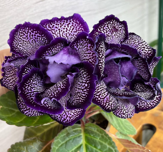 Gloxinia " Night Moth " 5 Seeds
