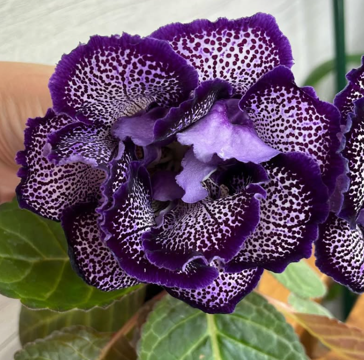 Gloxinia " Night Moth " 5 Seeds