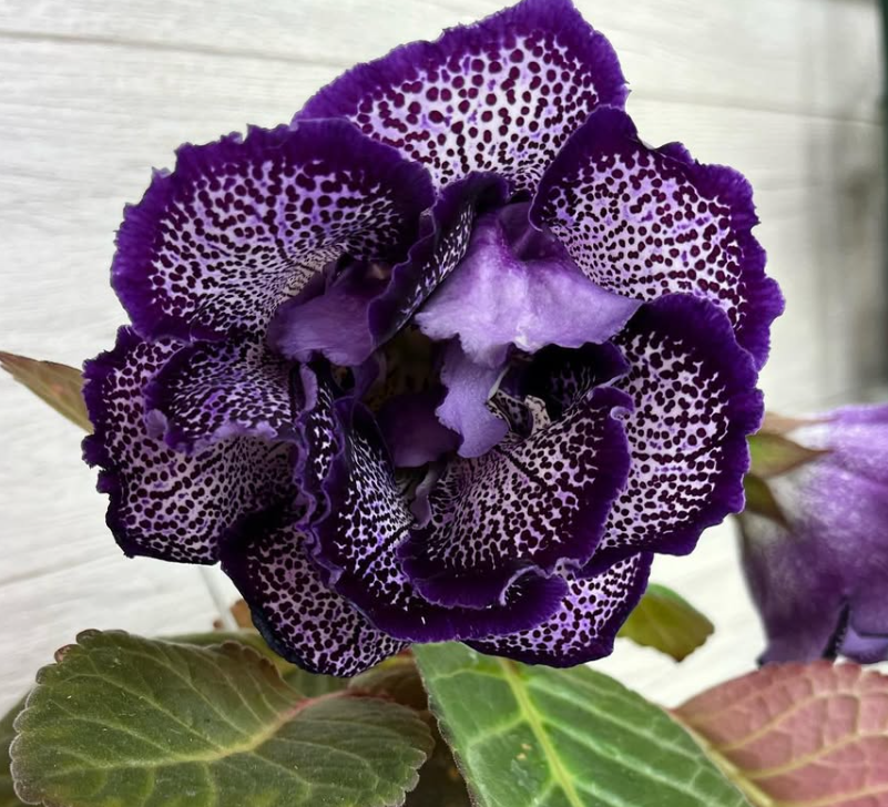 Gloxinia " Night Moth " 5 Seeds