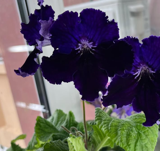 Streptocarpus " Indigo " 55 Seeds