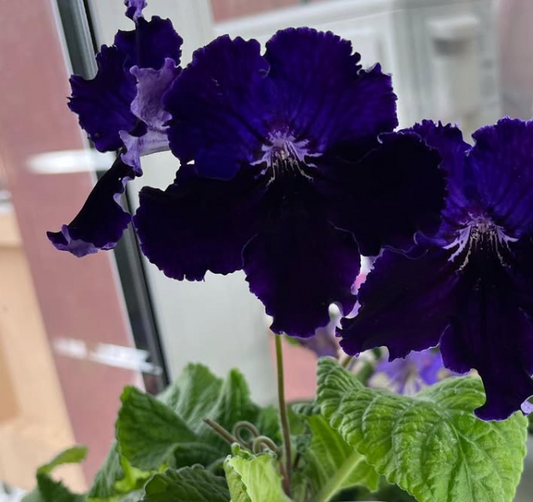 Streptocarpus " Indigo " 55 Seeds