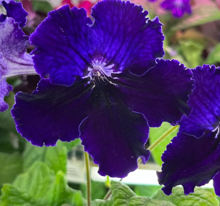 Streptocarpus " Indigo " 55 Seeds