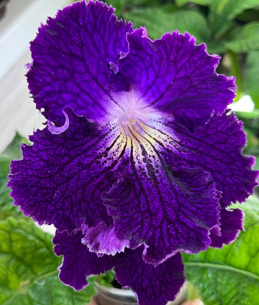 Streptocarpus " Titan " 55 Seeds