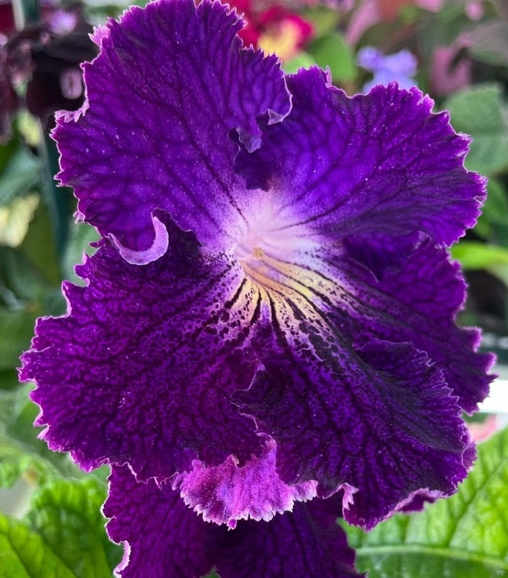 Streptocarpus " Titan " 55 Seeds