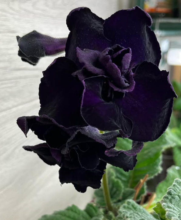 Streptocarpus " Arabica " 55 Seeds