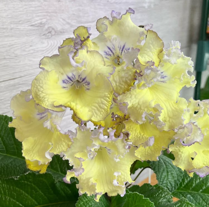 Streptocarpus " Chicken " 55 Seeds