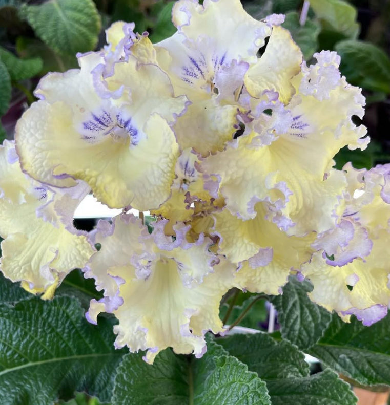 Streptocarpus " Chicken " 55 Seeds
