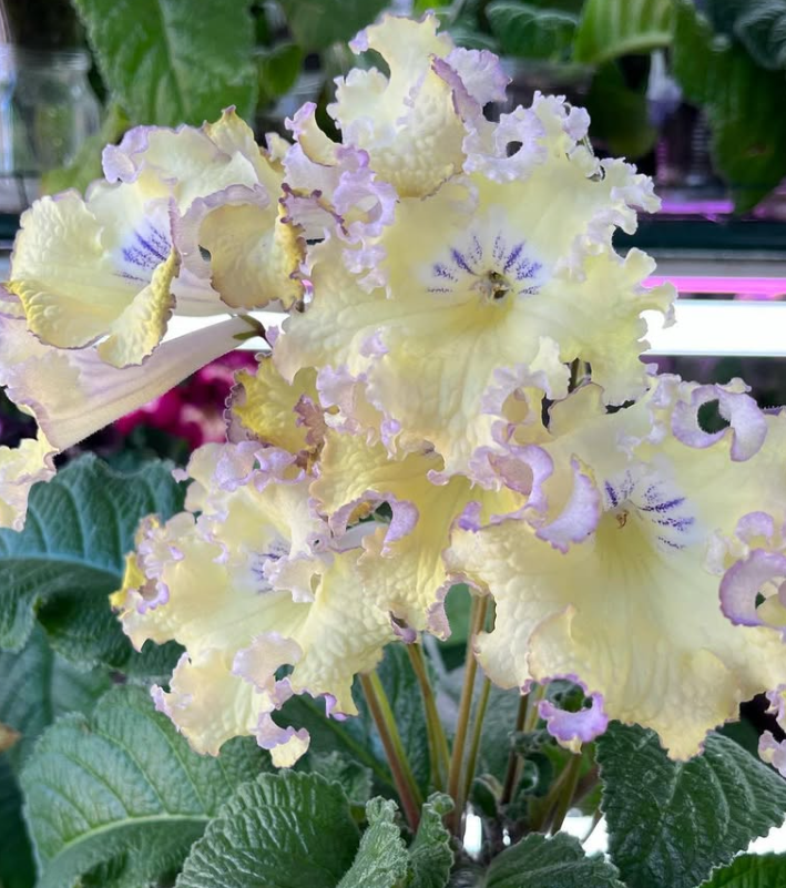 Streptocarpus " Chicken " 55 Seeds