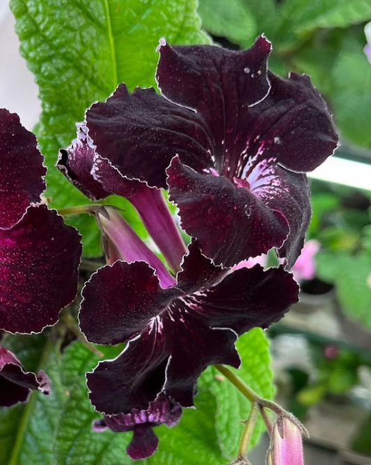Streptocarpus " Hot Chocolate " 55 Seeds