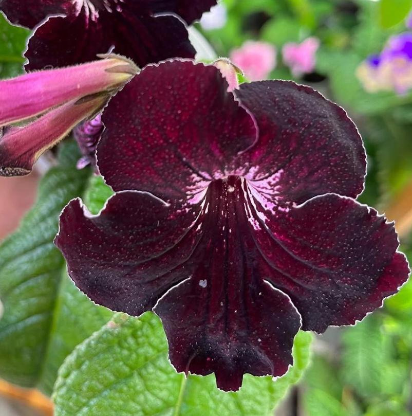 Streptocarpus " Hot Chocolate " 55 Seeds