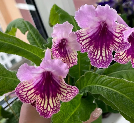 Streptocarpus " Harlequin Rose " 55 Seeds