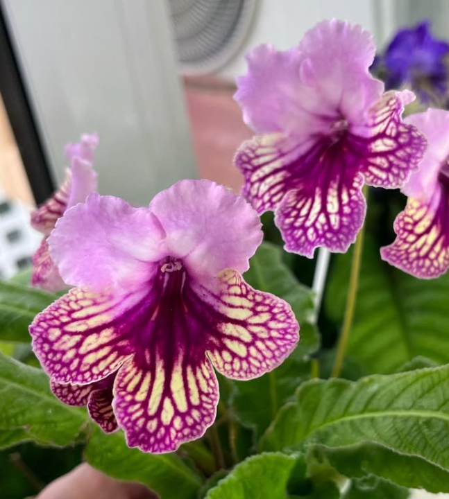 Streptocarpus " Harlequin Rose " 55 Seeds