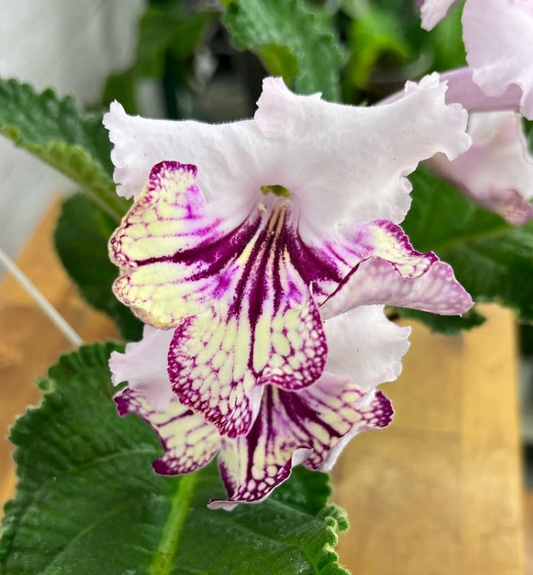 Streptocarpus " Gina " 55 Seeds