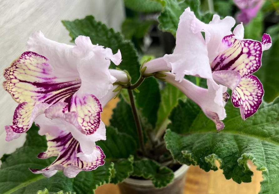 Streptocarpus " Gina " 55 Seeds