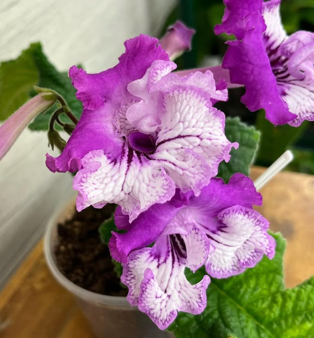 Streptocarpus " In Azure " 55 Seeds