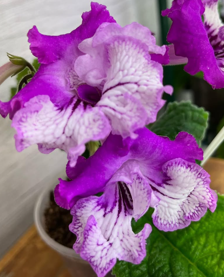 Streptocarpus " In Azure " 55 Seeds