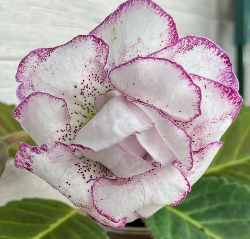Gloxinia " Beauty Queen " 5 Seeds