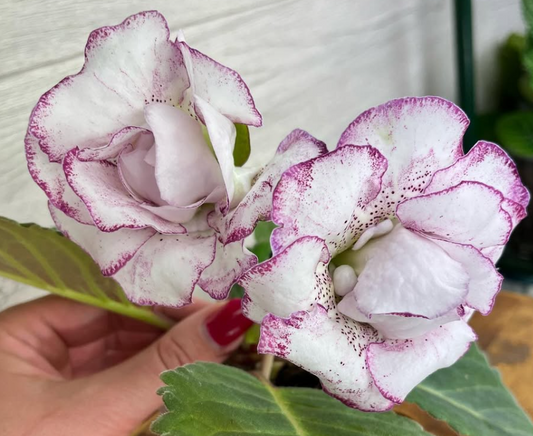 Gloxinia " Beauty Queen " 5 Seeds