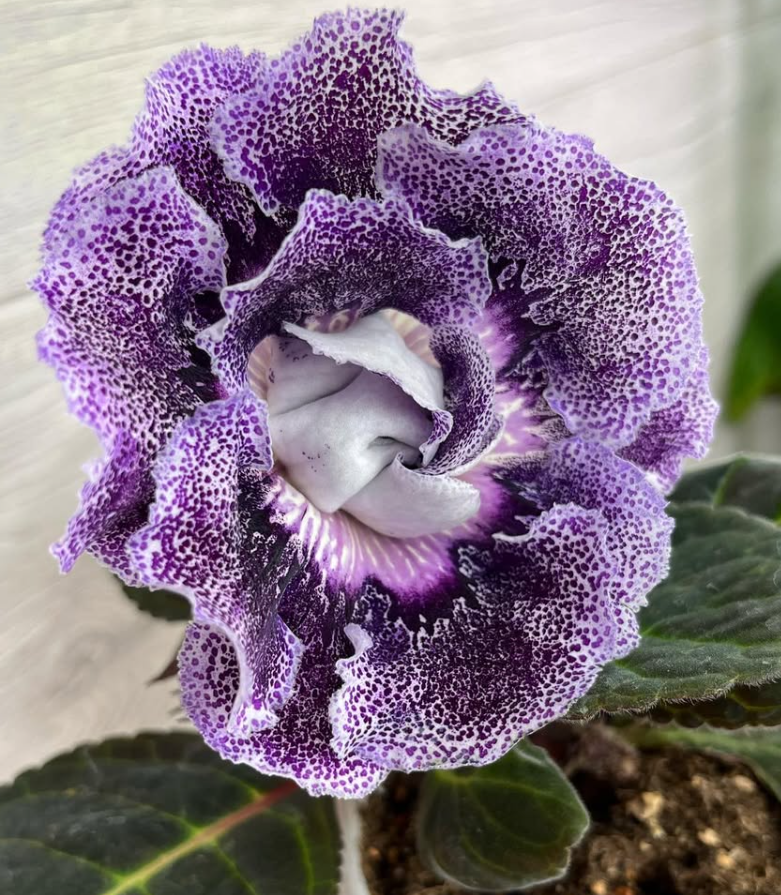 Gloxinia " Archangel " 5 Seeds