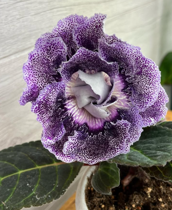 Gloxinia " Archangel " 5 Seeds