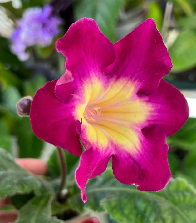 Streptocarpus " DS-1595 " 55 Seeds