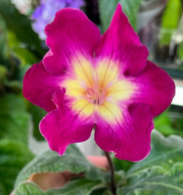 Streptocarpus " DS-1595 " 55 Seeds