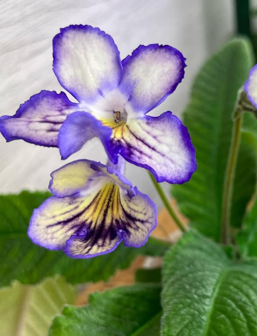 Streptocarpus " Seren " 55 Seeds