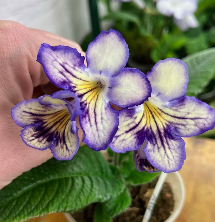 Streptocarpus " Seren " 55 Seeds