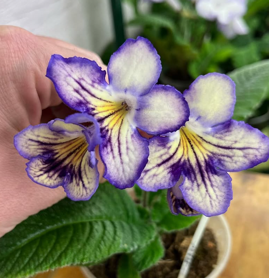 Streptocarpus " Seren " 55 Seeds