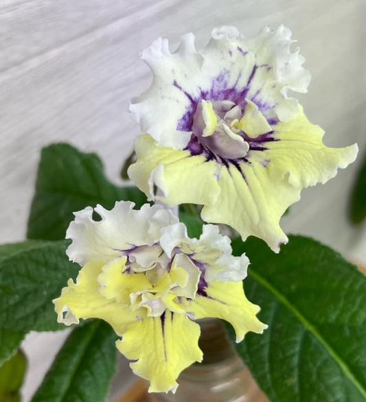 Streptocarpus " Loren " 55 Seeds