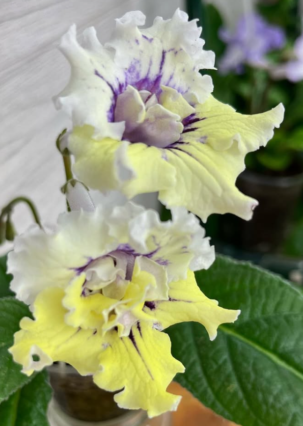 Streptocarpus " Loren " 55 Seeds
