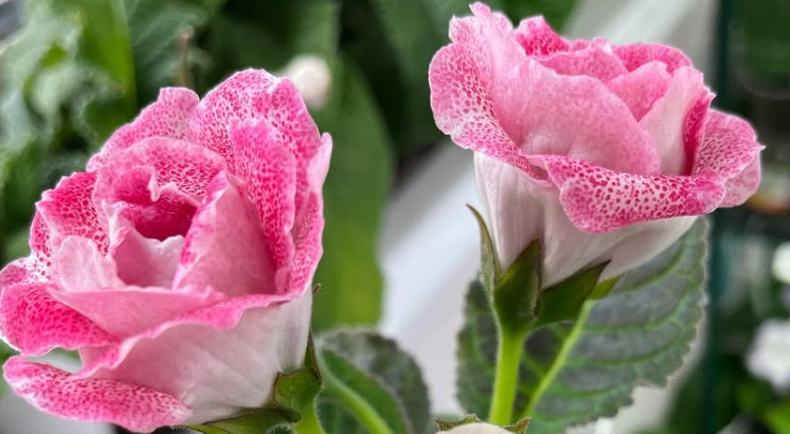 Gloxinia " Charm " 5 Seeds