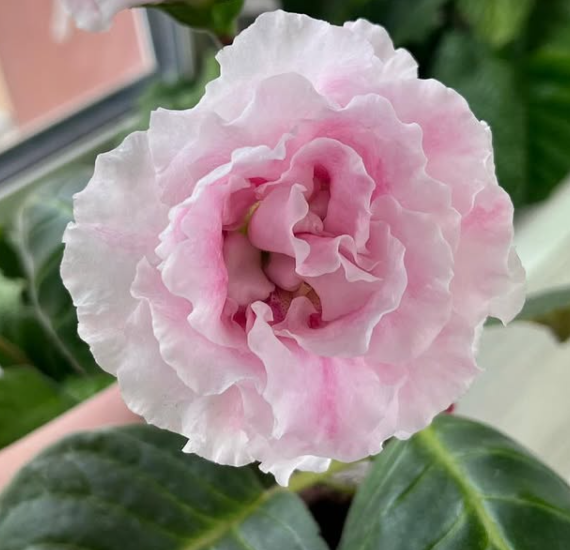 Gloxinia " White Roses " 5 Seeds
