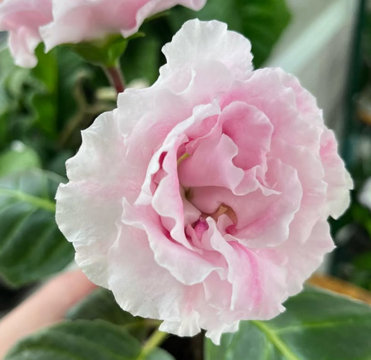 Gloxinia " White Roses " 5 Seeds