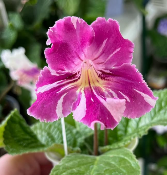 Streptocarpus " Bristol’s Spectacular " 55 Seeds