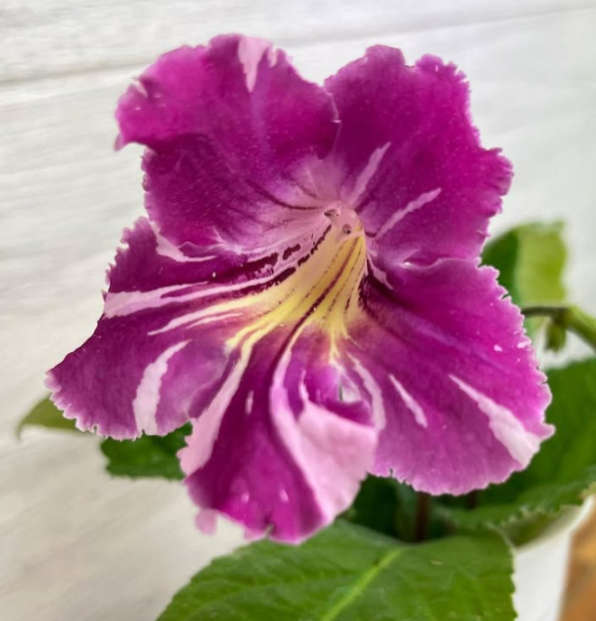 Streptocarpus " Bristol’s Spectacular " 55 Seeds