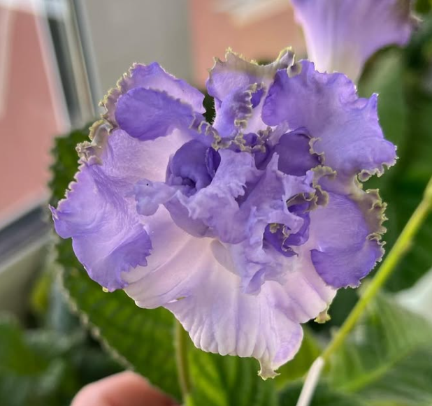 Streptocarpus " Blue Dragon " 55 Seeds