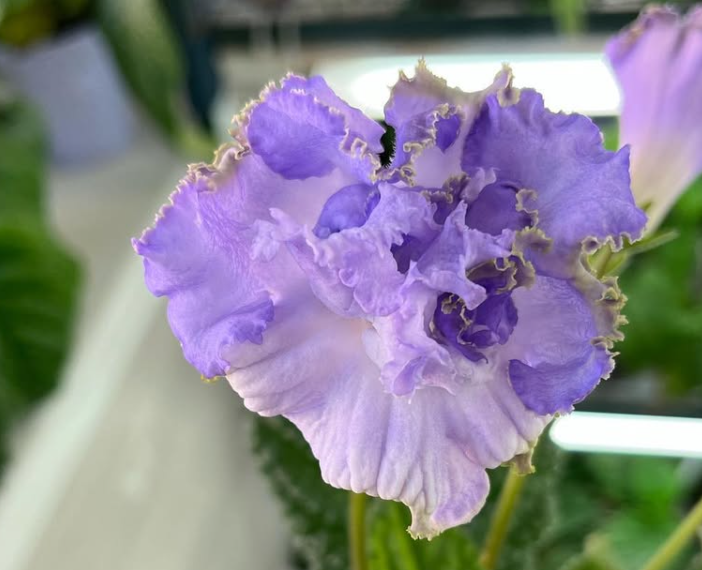 Streptocarpus " Blue Dragon " 55 Seeds